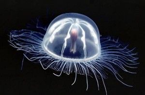 medusa transparent.jpg