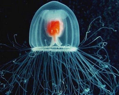 turritopsis-nutricula-jellyfish.jpg
