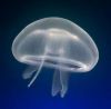 logo_jellyfish.jpeg